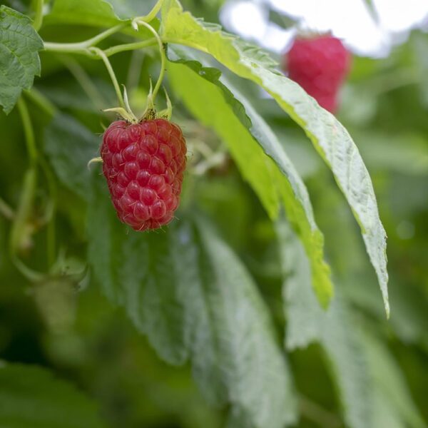 Frontier Co-op Red Raspberry Leaf, Cut & Sifted 1 lb. - Image 3